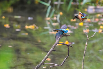 飛翔しながら激しく縄張り争いをする、可愛いカワセミ（カワセミ科）のオス2羽。

日本国東京都大田区、東京港野鳥公園にて。
2022年夏撮影。

Two lovely male Kingfisher (Alcedo atthis) in a fierce territorial battle in flight.

Tokyo Port Wild Bird Park, Ota-ku, Tokyo, 
