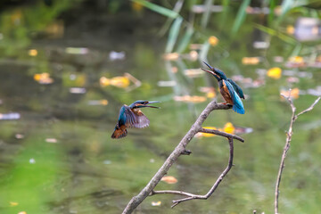 飛翔しながら激しく縄張り争いをする、可愛いカワセミ（カワセミ科）のオス2羽。

日本国東京都大田区、東京港野鳥公園にて。
2022年夏撮影。

Two lovely male Kingfisher (Alcedo atthis) in a fierce territorial battle in flight.

Tokyo Port Wild Bird Park, Ota-ku, Tokyo, 