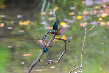 飛翔しながら激しく縄張り争いをする、可愛いカワセミ（カワセミ科）のオス2羽。

日本国東京都大田区、東京港野鳥公園にて。
2022年夏撮影。

Two lovely male Kingfisher (Alcedo atthis) in a fierce territorial battle in flight.

Tokyo Port Wild Bird Park, Ota-ku, Tokyo, 