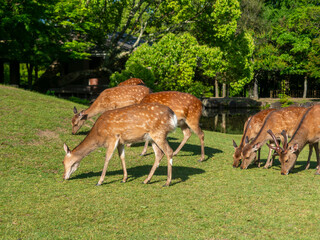 【奈良公園】芝を食べる鹿の群れと池の風景