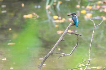 餌を捕らえるために水に飛び込む可愛いカワセミ（カワセミ科）。

日本国東京都大田区、東京港野鳥公園にて。
2022年夏撮影。

Lovely Kingfisher (family comprising Alcedo kingfishers) diving to catch their prey.

Tokyo Port Wild Bird Park, Ota-ku, Tokyo, Japan. -