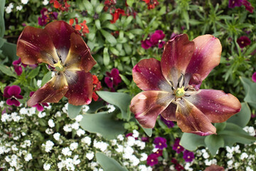 Red tulips from above in the Hermannshof Gardens in Weinheim, Germany