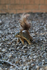squirrel in the park