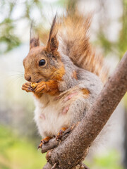 Fototapeta premium The squirrel with nut sits on a branches in the spring or summer.
