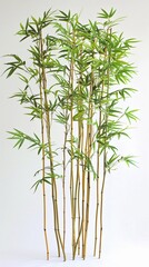 Obraz premium A minimalist garden with a bamboo grove or bamboo accents against a clean white background