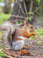 Squirrel eats a nut while sitting in green grass. Eurasian red squirrel, Sciurus vulgaris