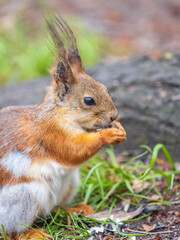 Close-up Portrait of Squirrel. Squirrel eats a nut while sitting in green grass.