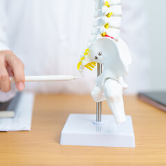 Doctor with human Spine anatomy model. Spinal Cord Disorder and disease, Back pain, Lumbar, Sacral...