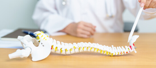 Doctor with human Spine anatomy model. Spinal Cord Disorder and disease, Back pain, Lumbar, Sacral...