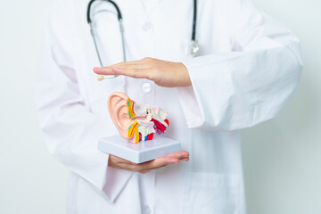 Doctor holding human Ear anatomy model. Ear disease, Atresia, Otitis Media, Pertorated Eardrum,...