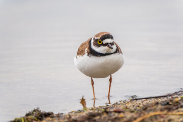 Little ringed plover (Charadrius dubius), bird standing on the lake shore