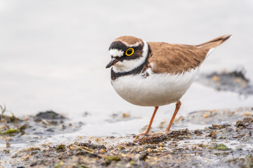 Little ringed plover (Charadrius dubius), bird standing on the lake shore