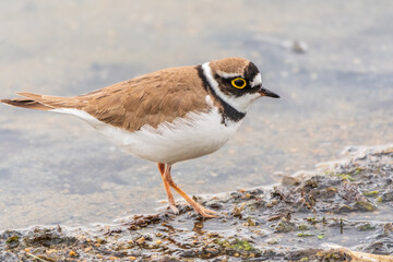 Little ringed plover (Charadrius dubius), bird standing on the lake shore