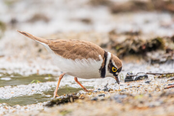 Little ringed plover (Charadrius dubius), bird standing on the lake shore