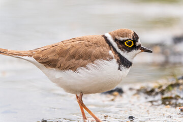 Little ringed plover (Charadrius dubius), bird standing on the lake shore