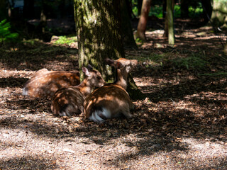 木陰で休む鹿の群れ