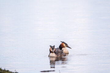 Two Great Crested Grebes swim in the lake