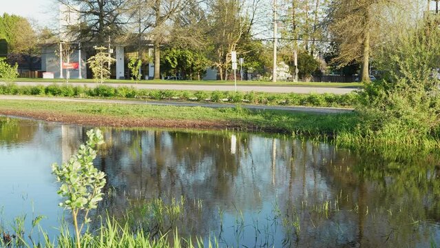 Peaceful pond with greenery and trees reflecting in calm waters