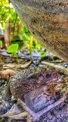 Toads are reptiles that like to eat insects.
