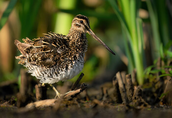 Common Snipe ( Gallinago gallinago ) close up