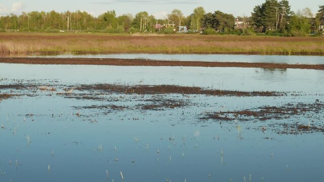 Peaceful marsh landscape with clear reflection on calm water surface