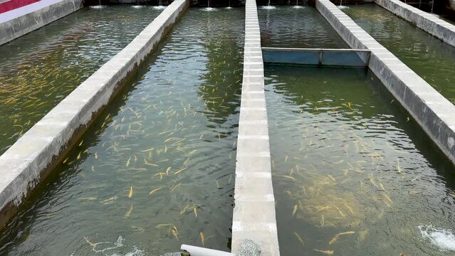 Raising golden trout and brown fish in concrete pools or hatchery