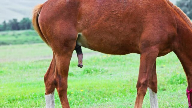 red stallion with white erected penis on green meadow at cloudy spring day, close side view.