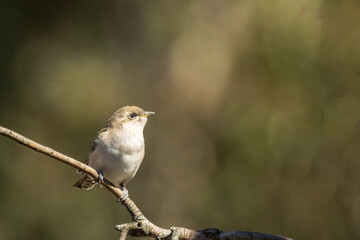 Fototapeta premium Horsfield's Bronze Cuckoo (Chrysococcyx basalis) is a small bird with iridescent bronze-green upperparts, white underparts with dark barring, a slightly curved bill and a distinctive dark eye stripe.