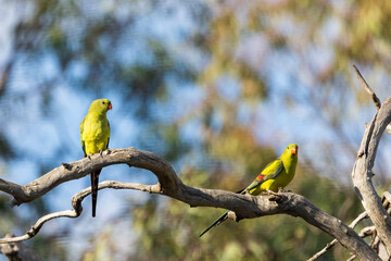 The Regent Parrot (Polytelis anthopeplus) is a medium-sized parrot with striking plumage, featuring a bright yellow body, olive-green wings, and a red beak. 