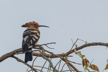The Eurasian Hoopoe (Upupa epops) is a distinctive bird with a striking appearance, featuring a pinkish-brown body, black-and-white barred wings. © wrightouthere