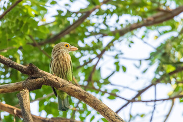 The Lineated Barbet (Megalaima lineata) is a robust, medium-sized bird with green plumage and distinctive pale streaks on its head and neck. It has a bright green body with streaked underparts.