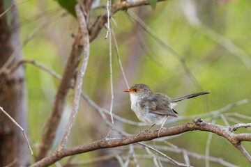 An adult female Superb Fairywren (Malurus cyaneus) perched on a log.