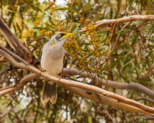 The Yellow-throated Miner (Manorina flavigula) is a medium-sized honeyeater with a distinctive yellow patch on its throat and behind its eye. 