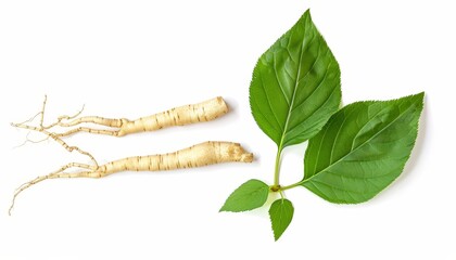 Top view of ginseng and acanthopanax trifoliatus green leaf isolated on white background
