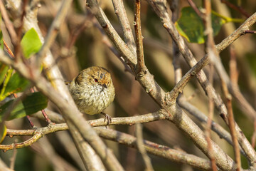 The Brown Thornbill (Acanthiza pusilla) is a tiny, active bird with predominantly olive-brown...