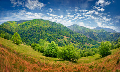 Green foliage tree forest on the hills of outskirts of Kolochava village. Attractive summer view of Carpathian mountains, Ukraine, Europe. Beauty of nature concept background..