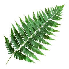 DiCut Green Fern Leaf Isolated on White Background