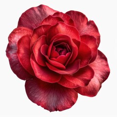Vibrant Red Rose in Art with PNG Dicut on White Background