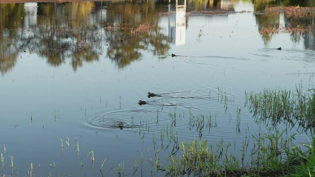 Ducks swimming in a serene pond surrounded by lush greenery