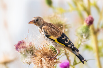 European goldfinch with juvenile plumage, feeding on the seeds of thistles. Carduelis carduelis.