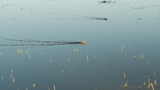 Ducks creating ripples on a serene water body amidst fresh grass