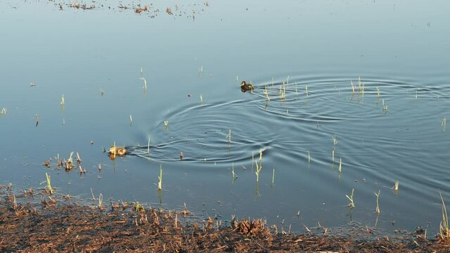 Ducklings swimming in tranquil water with young plants emerging