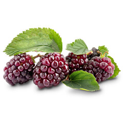 Blackberry Isolated on A Transparent Background.