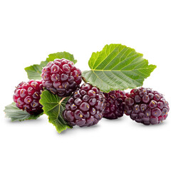 Blackberry Isolated on A Transparent Background.
