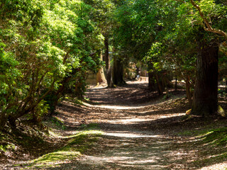 【奈良公園】原生林を通る道沿いの風景