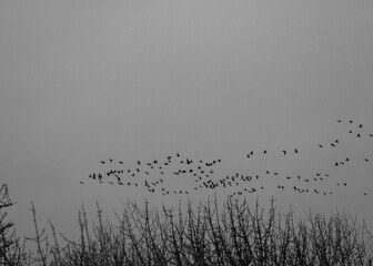 Geese Flying in Large Flock in Black and White