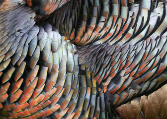 Wild Turkey Feathers Close Up