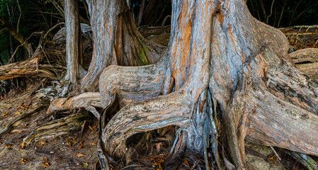 Roots of The Ironwood Trees, Ke'e Beach, Kauai, Hawaii, USA