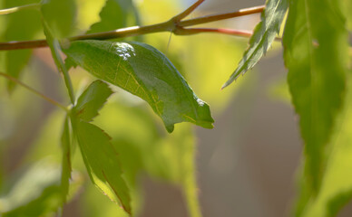 カエデの枝のアゲハのさなぎ
