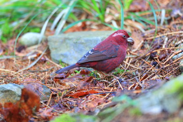 Vinaceous Rosefinch (Carpodacus vinaceus) in Taiwan
